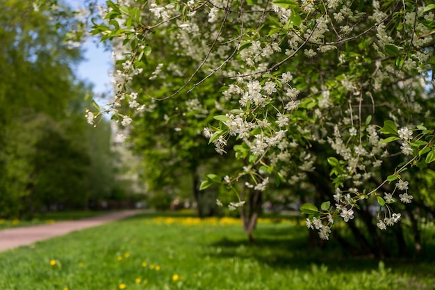 Apple blossoms spring trees in bloom white flowers on trees