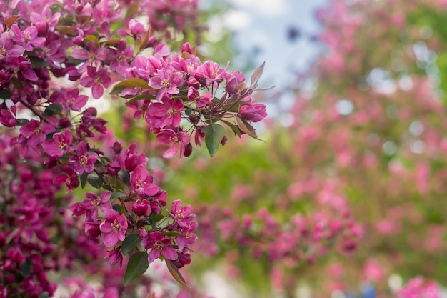 Apple blossoms spring trees in bloom white flowers on trees