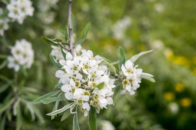 Apple blossoms spring trees in bloom white flowers on trees