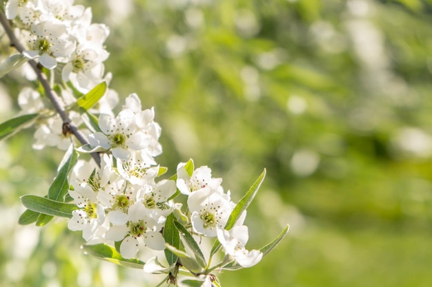 Apple blossoms spring trees in bloom white flowers on trees