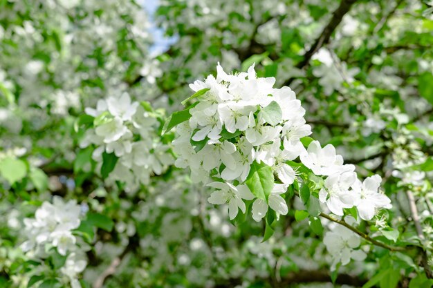 Apple blossoms in spring on white background. Beautiful branch with white flower.