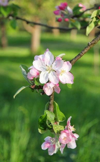 Apple blossoms in spring