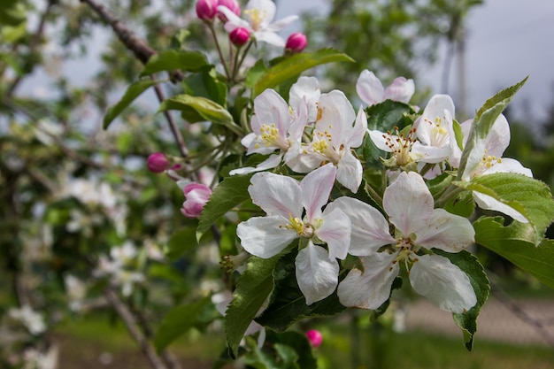 apple blossoms in spring