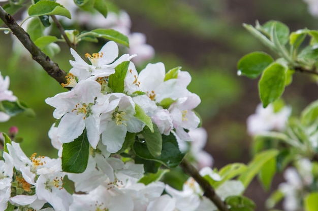 apple blossoms in spring