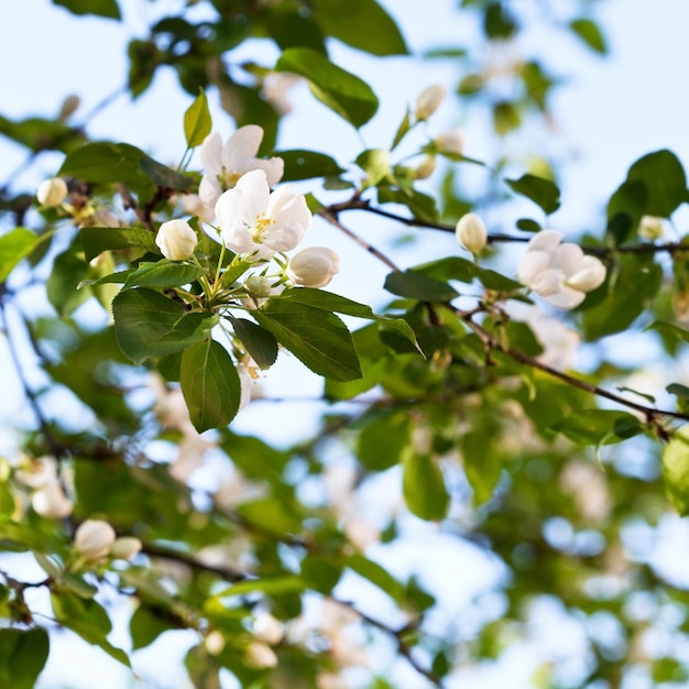 Apple blossoms