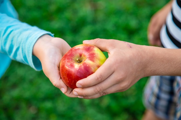 An apple in childrens hands is shared by friends Selective focus Kids