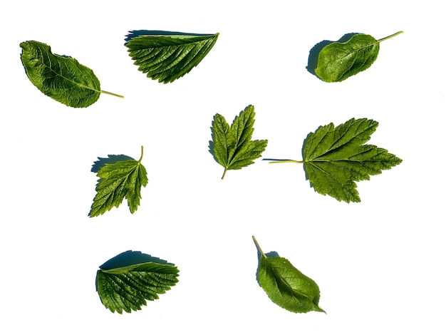 Apple currant and strawberry leaves isolated on a white background