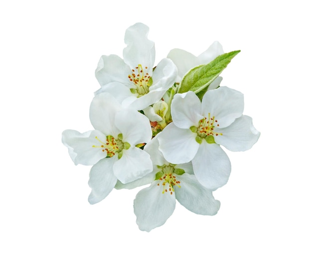 Apple flower Spring flower apple blossoms bloomed isolated on white