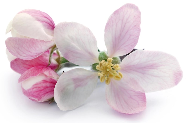 Apple flower over white background