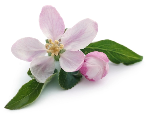 Apple flower over white background