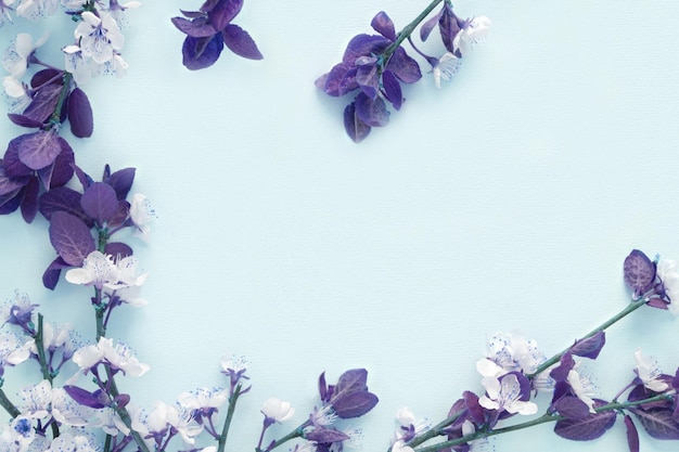 Apple flowers on blue paper background Pastel colors Flat lay top view Spring flowers blue leaves