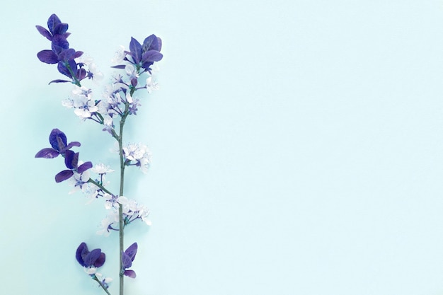 Apple flowers on blue paper background Pastel colors Flat lay top view Spring flowers blue leaves