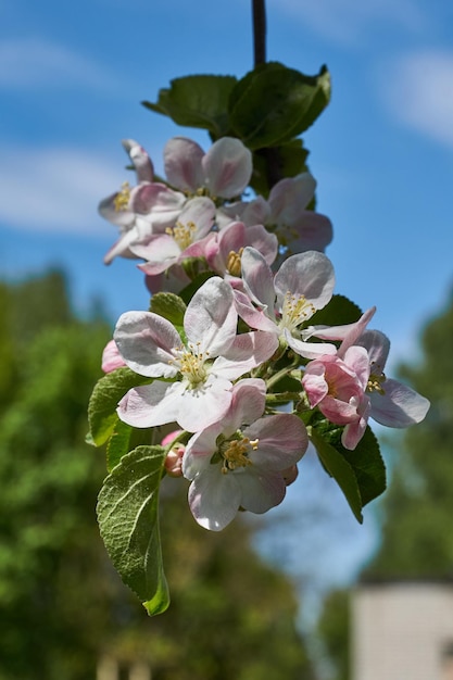 Apple flowers on a blue sky background Apple tree blossoms in the garden