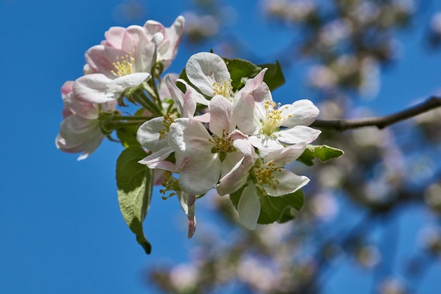 Apple flowers on a blue sky background Apple tree blossoms in the garden