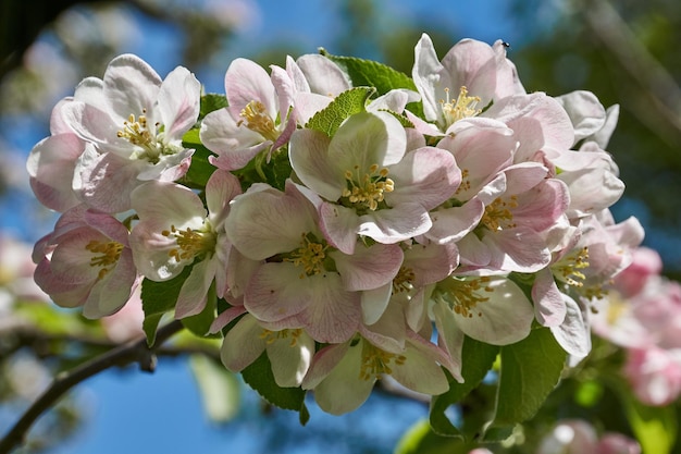 Apple flowers on a blue sky background Apple tree blossoms in the garden