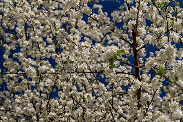 Apple flowers