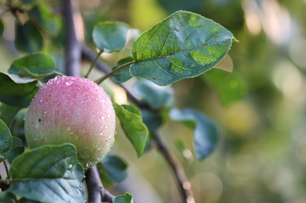 Apple fruit on tree branch rain drop