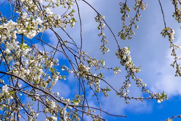 Apple fruit trees blooming in the spring season