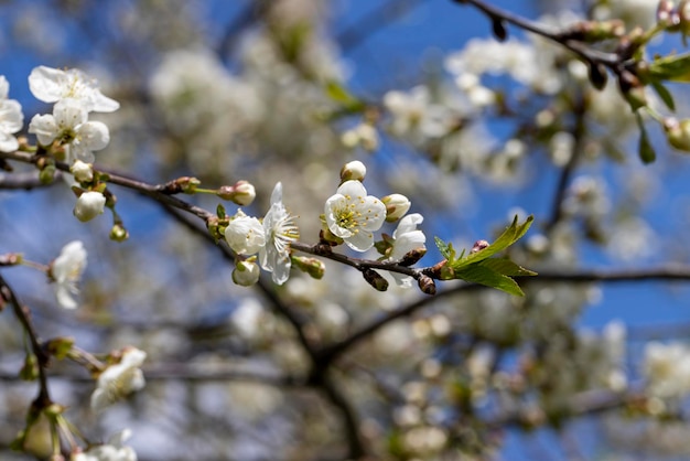 Apple fruit trees blooming in the spring season