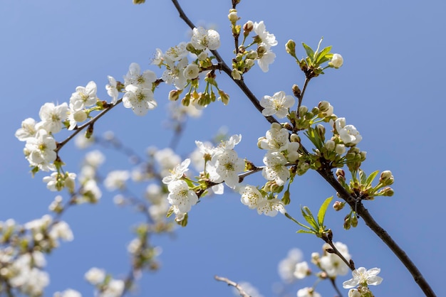 Apple fruit trees blooming in the spring season