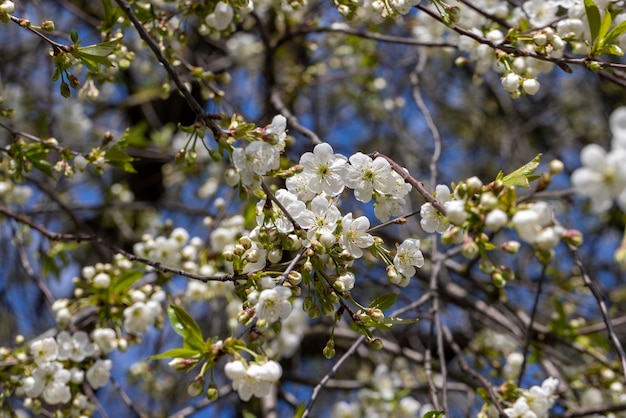 Apple fruit trees blooming in the spring season