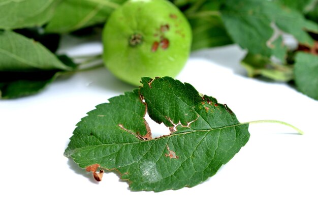 apple fruits damaged by heavy hail stom pictured in studio