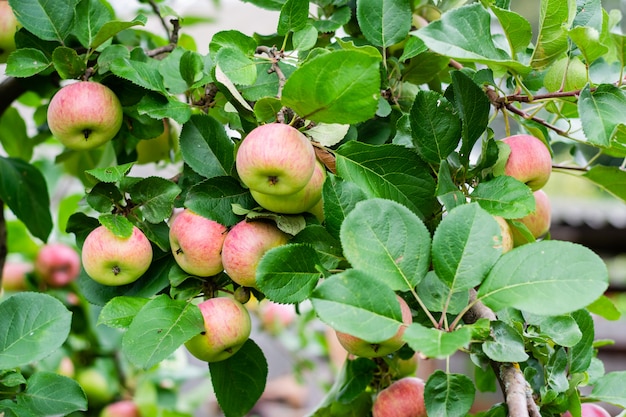 Apple fruits on tree bush, close up