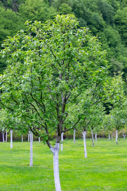 Apple garden blossom on tree Flowering orchard in spring time Seasonal background