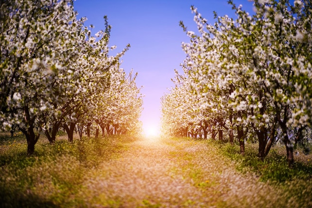 Apple garden blossom on tree spring time