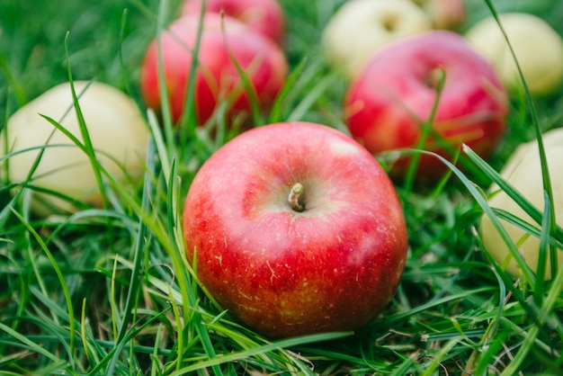 Apple on green grass