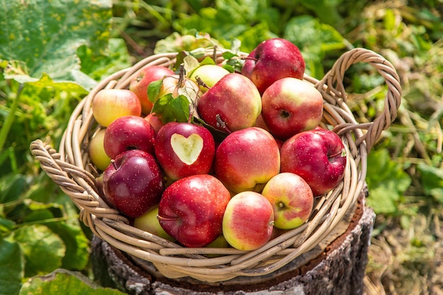 Apple harvest in the garden Selective focus