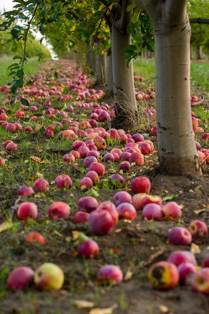 Apple harvest ready to be picked from the orchard in the Republic of Moldova.