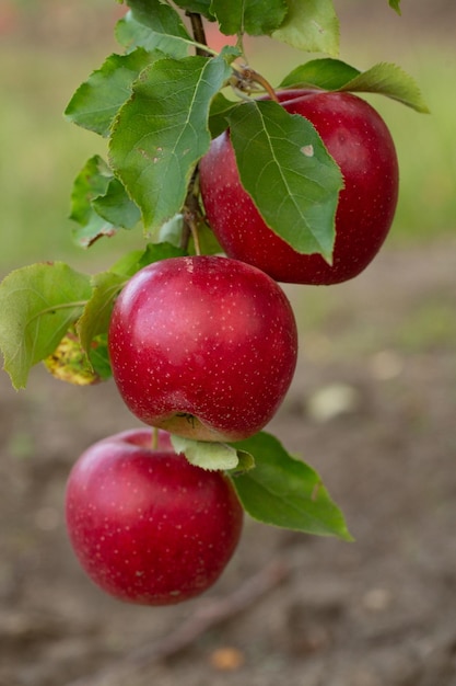 Apple harvest ready to be picked from the orchard in the Republic of Moldova..