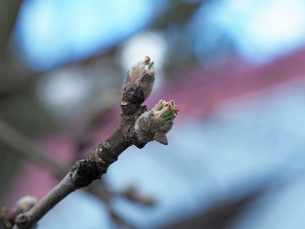 Photo an apple leaf blooms in early spring from a bud on a branch. close-up, the concept of reviving nature in spring