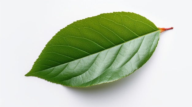 Apple leaf isolated on white background