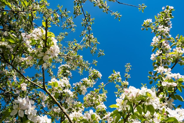 Apple orchard in bloom in spring under the sun and blue sky