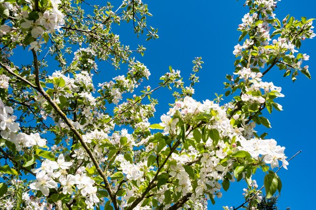 Apple orchard in bloom in spring under the sun and blue sky