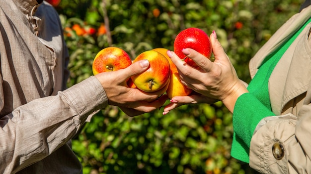 Apple orchard harvest time Man and woman hand pick ripe apple Man giving girl apples from hands to hands in garden closeup Handmade collecting fruits Farmers hand freshly harvested apples