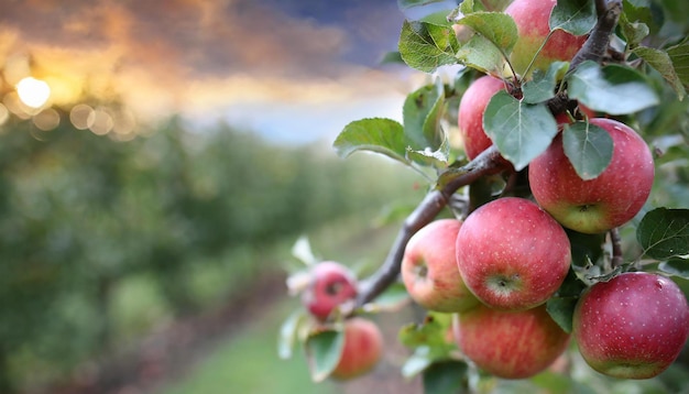 Apple orchard picking apples on a fruit farm