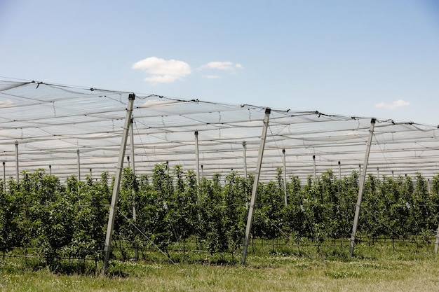 apple orchard with antihail net