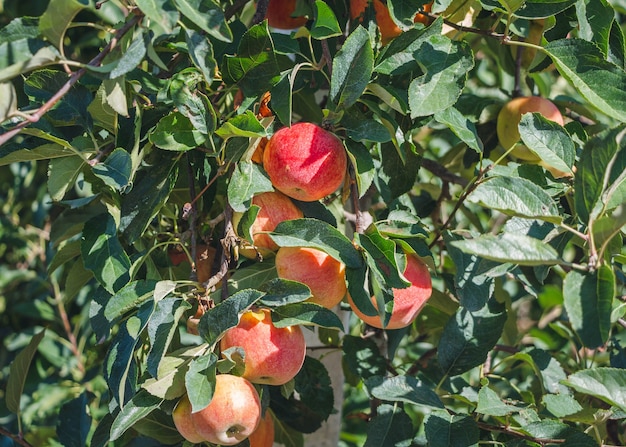 Photo apple orchard with red apples. ripe apples on a tree branch.