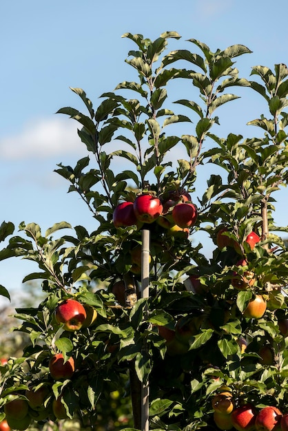 Apple orchard with red ripe apples on branches