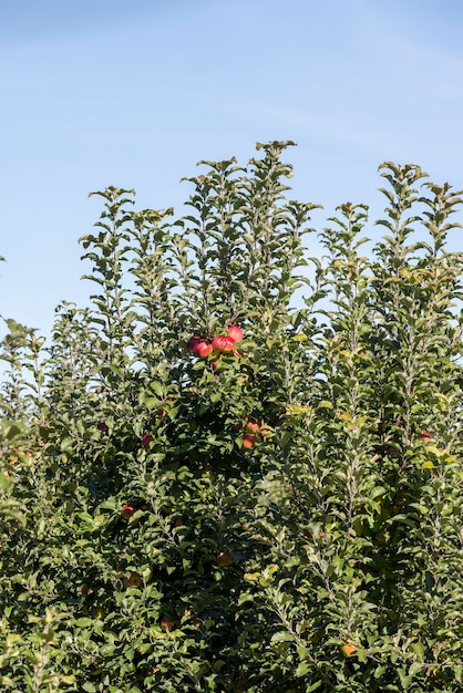 Apple orchard with red ripe apples hanging on branches