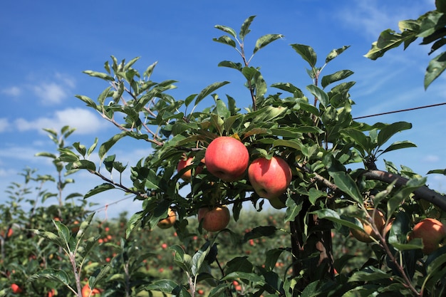 Apple orchard