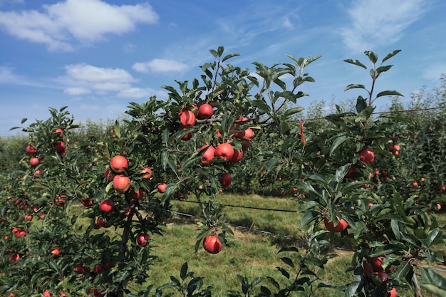 Apple orchard