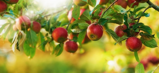 An apple per day keeps the doctor away Applepicking has never looked so enticing a really healthy and tempting treat