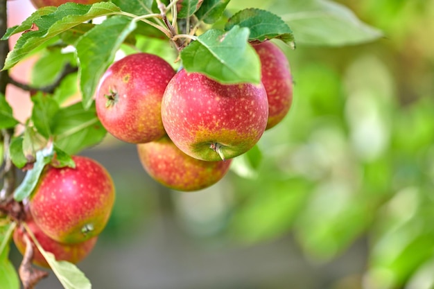 An apple per day keeps the doctor away Applepicking has never looked so enticing a really healthy and tempting treat