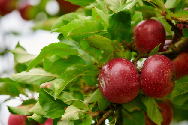 An apple per day keeps the doctor away Applepicking has never looked so enticing a really healthy and tempting treat