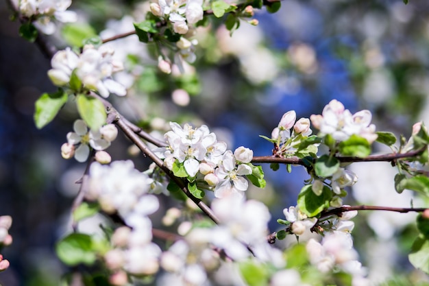 Apple spring blossom branch with white flowers