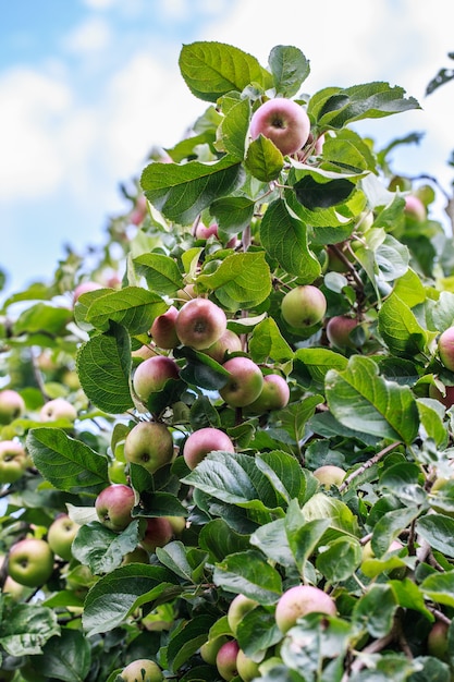 Apple tree. Apples on the tree